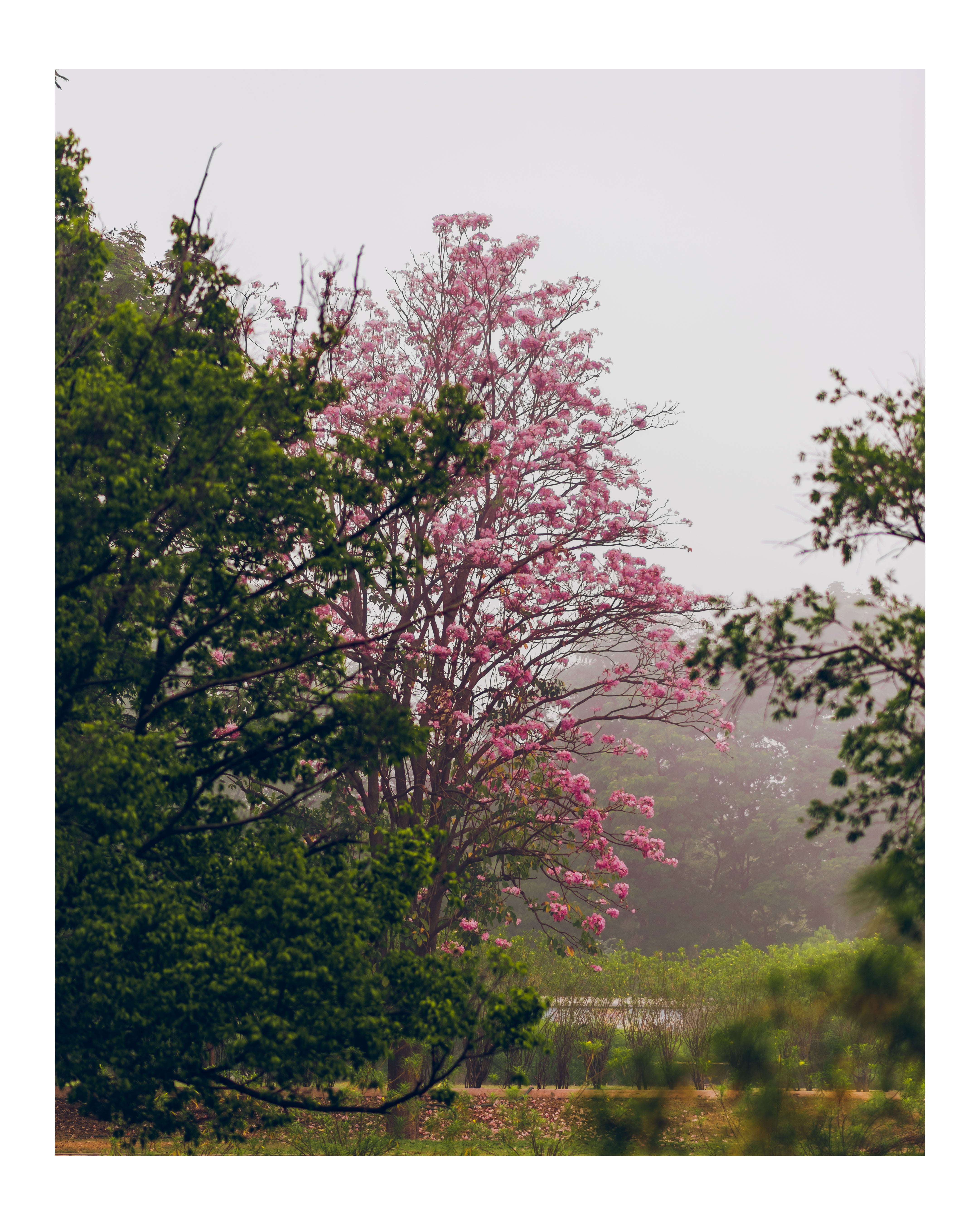 Rahul Prajapati - Sylmara - Untitled